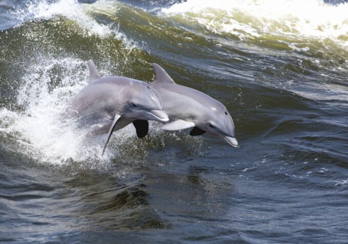 Hilton Head Island: Sunset Dolphin Cruise - Cruise Duration and Pricing