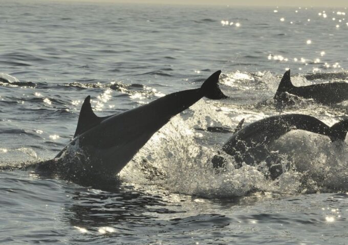 Hilton Head Island: Sunset Dolphin Cruise - Frequently Asked Questions