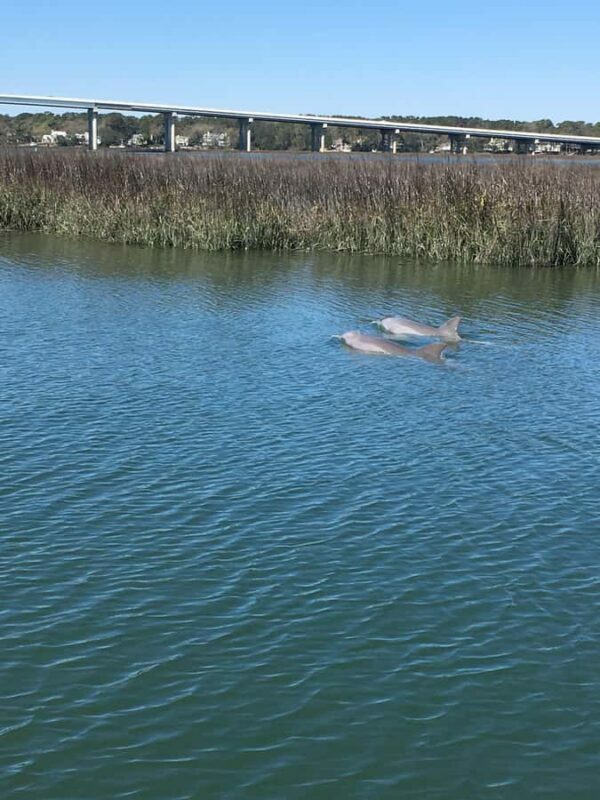 Hilton Head Island: Sunset Dolphin Watching Cruise - Practical Details and Tips