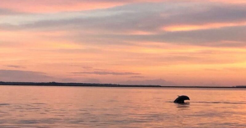 Hilton Head Island: Sunset Dolphin Watching Tour - Wildlife and Learning Experience