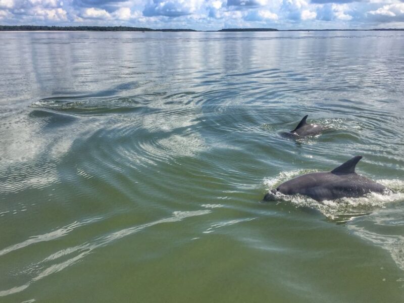 Hilton Head Island: Sunset Dolphin Watching Tour - Booking and Reservation