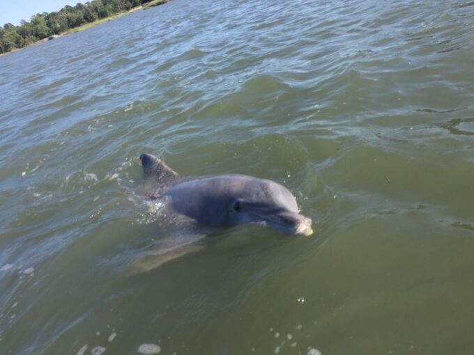 Hilton Head Island: Sunset Dolphin Watching Tour - Frequently Asked Questions