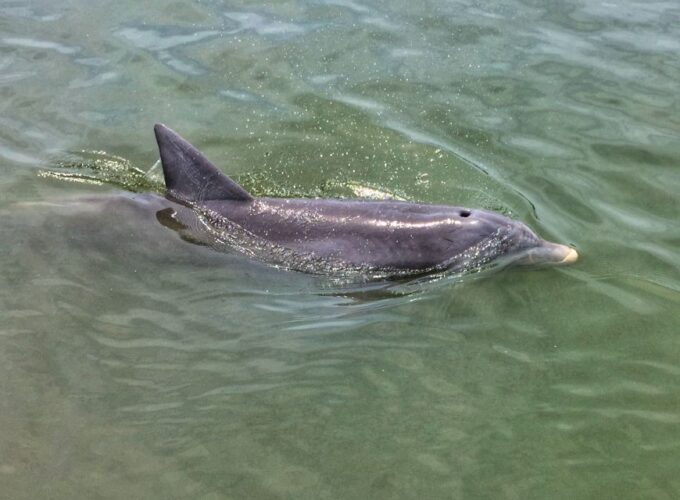 Hilton Head Island: Sunset Dolphin Watching Tour - Recap and Additional Tips