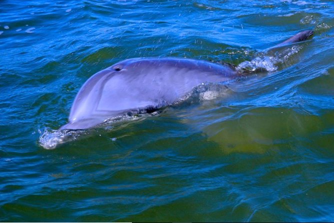 Hilton Head Morning Dolphins & Donuts Cruise - Inclusions