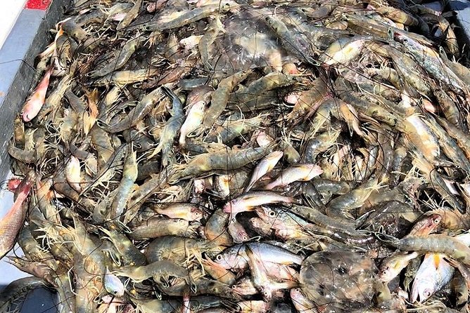 Hilton Head Shrimp Trawling Boat Cruise - Ecosystem Exploration