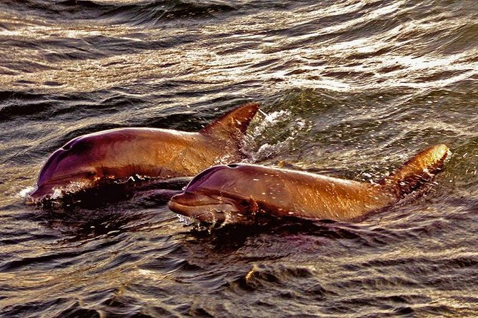 Hilton Head Sunset Dolphin Watching Cruise - Booking and Cancellation Policy