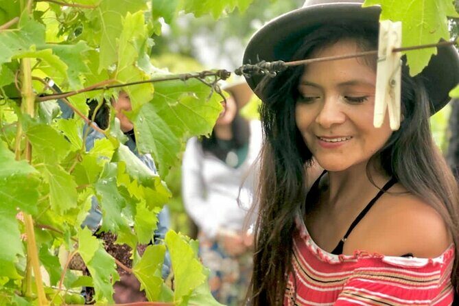 Hinterland Heritage Wine Tour - An In-Depth Look at the Hinterland Heritage Wine Tour