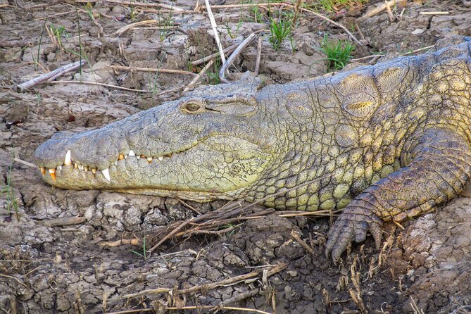 Hippo and Croc Boat Cruise in Saint Lucia With Pick-Up - 2-Hour Cruise in Isimangaliso Wetlands Park