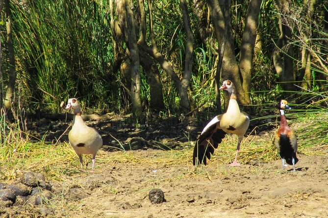 Hippo and Croc Boat Cruise in Saint Lucia With Pick-Up - Complimentary Coffee, Tea, and Fresh Fruit