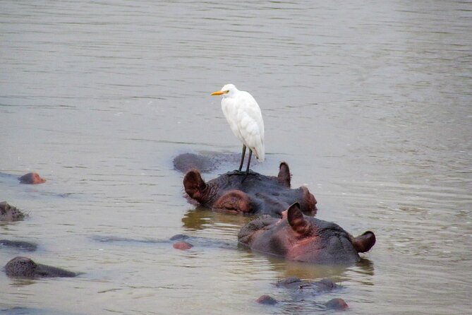 Hippo and Croc Boat Cruise in Saint Lucia With Pick-Up - Booking and Cancellation Policy