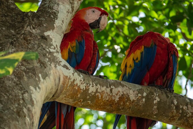 Hire Costa Rica Driver for 10-Hour (Solo Traveler) - Responsibilities and Limitations