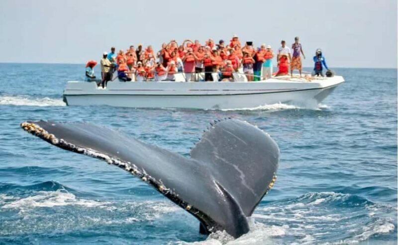 Hiriketiya: Mirissa Beach & Whale Watching Day Trip - Mirissa Beach and Marine Life Viewing