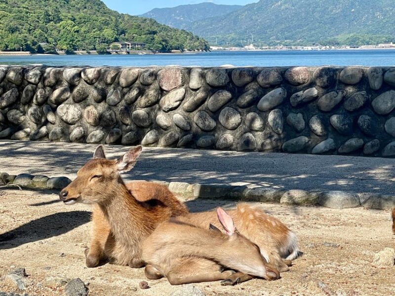 Hiroshima: Explore Miyajima Private Gem Tour W/Local 5hours - Inclusions and Pricing