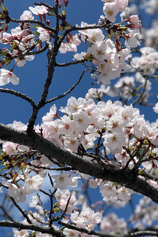 Hiroshima: Fulfilled Highlights Private Tour With a Local - Itinerary Highlights