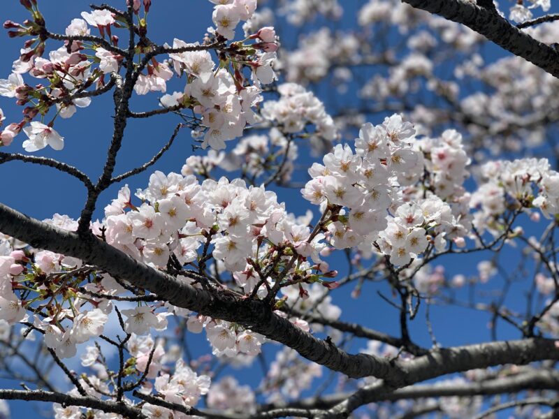 Hiroshima: Fulfilled Highlights Private Tour With a Local - Included Features