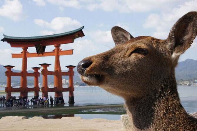 Hiroshima, Miyajima 1 Day Bus With Indian Lunch From Osaka, Kyoto - Meeting Points