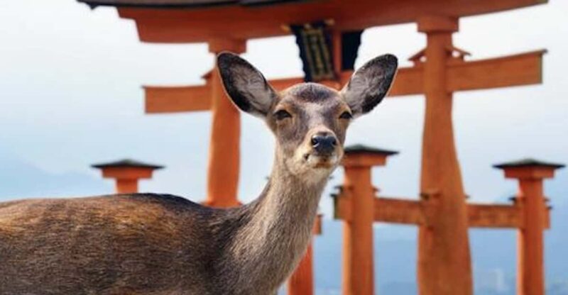 Hiroshima/Miyajima Private Custom Tour With Local Guide - Key Points