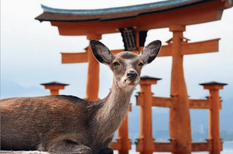Hiroshima/Miyajima Private Custom Tour With Local Guide - Discover Atomic Bomb Domes Legacy