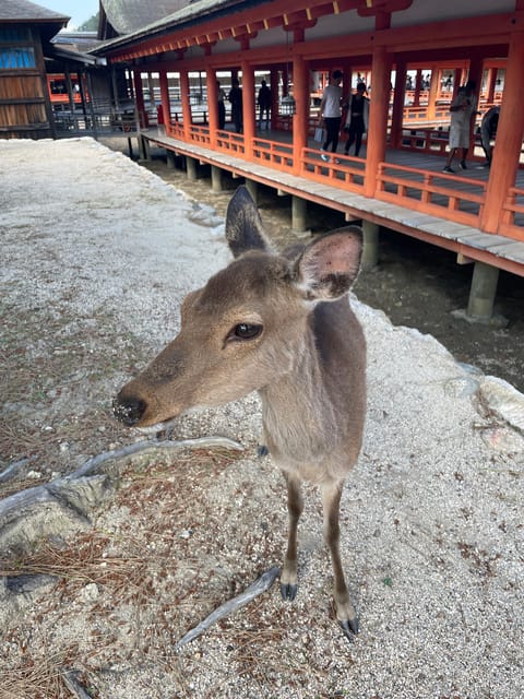 Hiroshima & Miyajima Satisfying Private Gem Tour W/ Local 7h - Sights and Activities