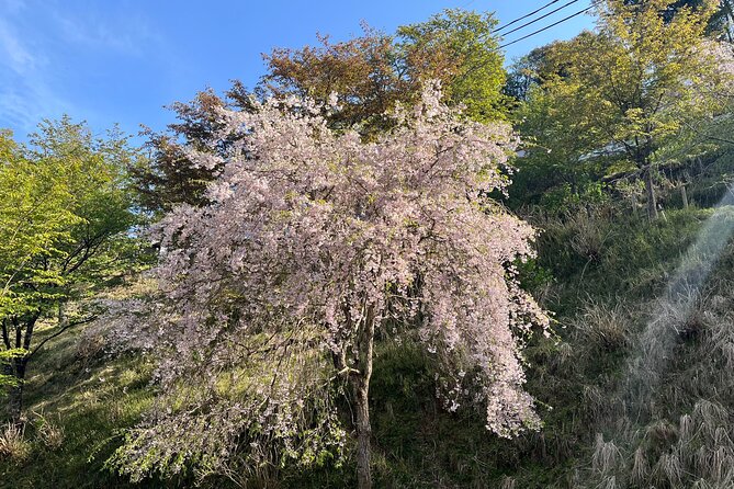 Historic and Natural Guided Hike in Yoshino - Breathtaking Scenery