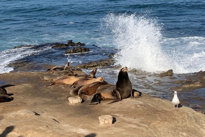 Historic La Jolla Walking Tour - Tour Accessibility