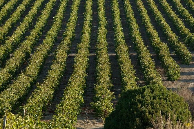 Historic Winery Visit With Food and Wine Tasting in Marsala - Exploring the Historic Winery