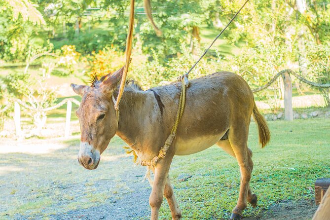 Historical 18TH Century Estate Tour With Coconut Tasting - Accessibility Considerations
