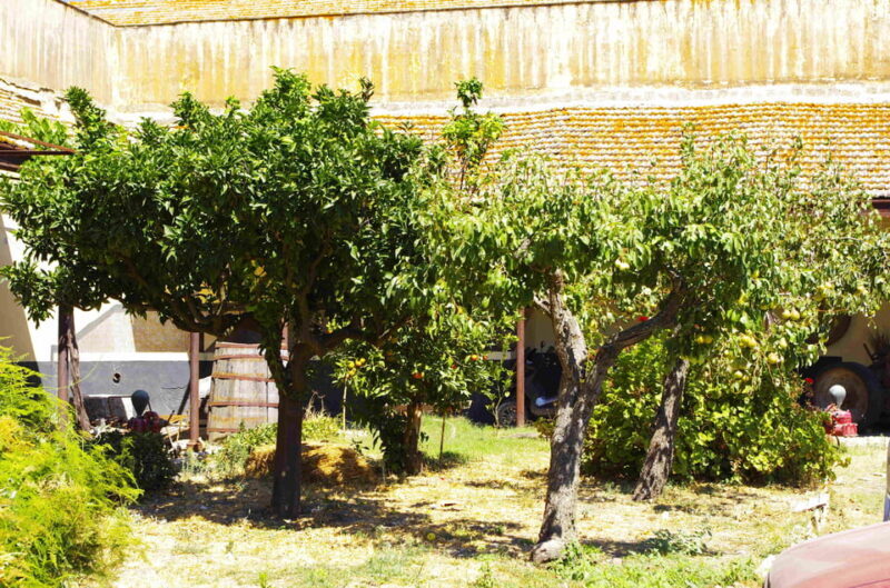 Historical Baglio Florio Adamo Tour With Wine Tasting - Planning Your Visit to Sicily
