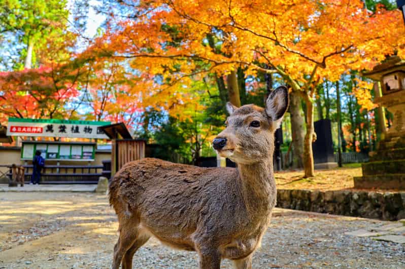 Historical Nara & Kyoto Bus Tour - Key Points