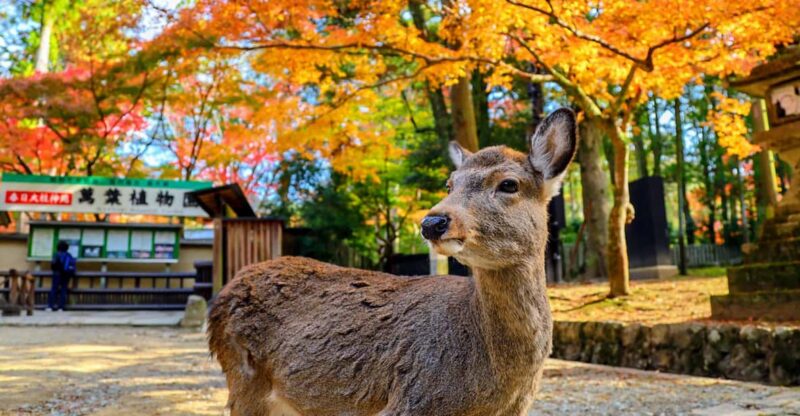 Historical Nara & Kyoto Bus Tour - Highlights
