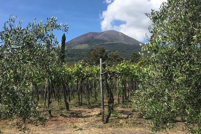 History and Wine - Private Car Service, Guided Tour of Pompeii and Wine Tasting - Highlights of the Pompeii Guided Tour