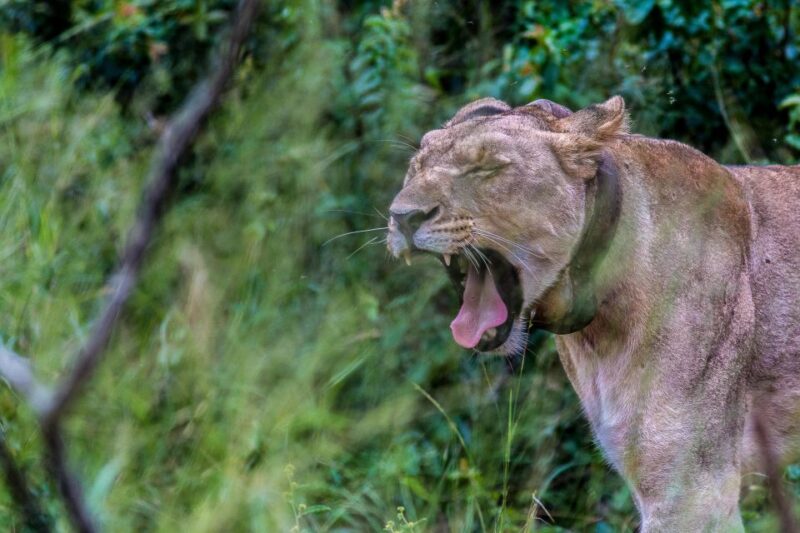 Hluhluwe-Imfolozi: Big 5 Full or Half-Day Safari - Key Points