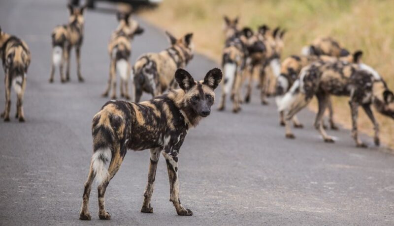 Hluhluwe-Imfolozi: Big 5 Full or Half-Day Safari - Duration and Availability