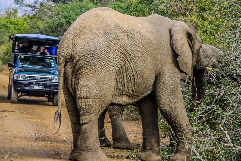 Hluhluwe-Imfolozi: Big 5 Full or Half-Day Safari - Inclusions and Meeting Points