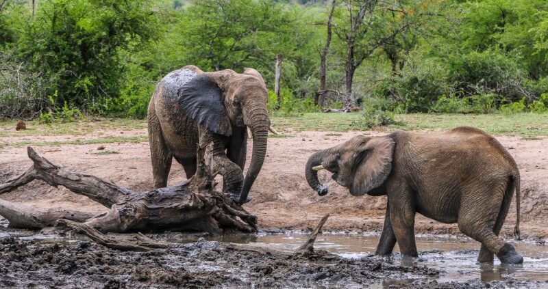 Hluhluwe-Imfolozi: Big 5 Full or Half-Day Safari - Exploring Hluhluwe-Imfolozi Park