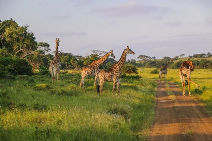 Hluhluwe-Imfolozi: Big 5 Full or Half-Day Safari - Frequently Asked Questions