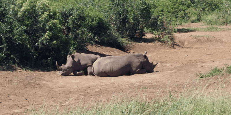 Hluhluwe Imfolozi Day Safari Tour - Key Points