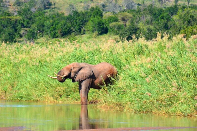 Hluhluwe-Imfolozi & Emdoneni Wild Cat Project Tour - Key Points