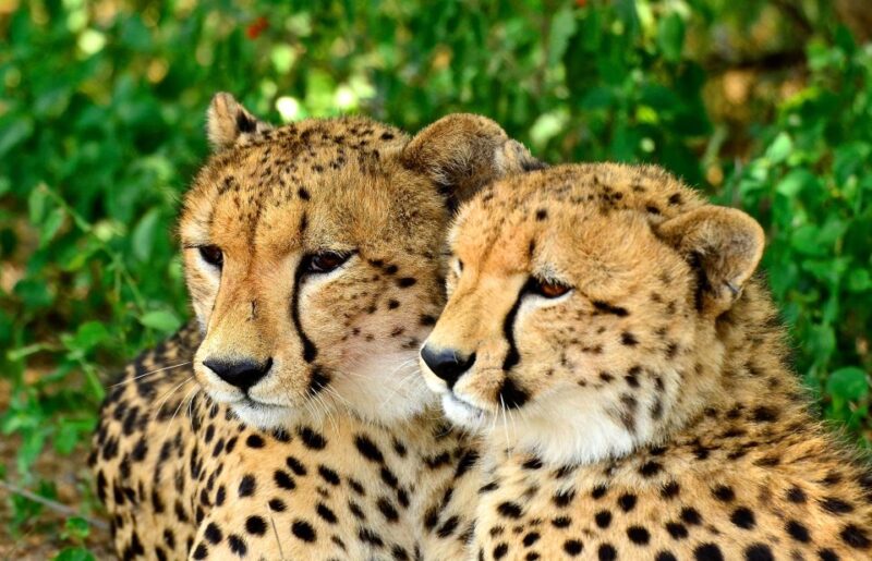Hluhluwe-Imfolozi & Emdoneni Wild Cat Project Tour - Hluhluwe-Imfolozi Game Reserve