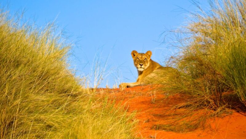 Hluhluwe-Imfolozi & Emdoneni Wild Cat Project Tour - Diverse Fauna and Flora