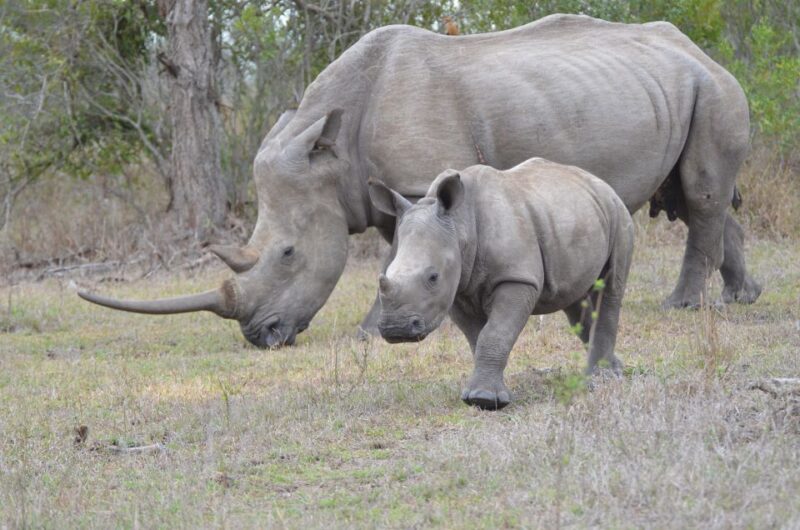 Hluhluwe-Imfolozi & Emdoneni Wild Cat Project Tour - Booking and Payment