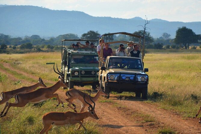 Hluhluwe Imfolozi Game Reserve & Phezulu Safari Park From Durban - Key Points