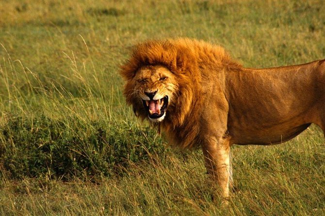 Hluhluwe Imfolozi Game Reserve & Phezulu Safari Park From Durban - Inclusions of the Tour