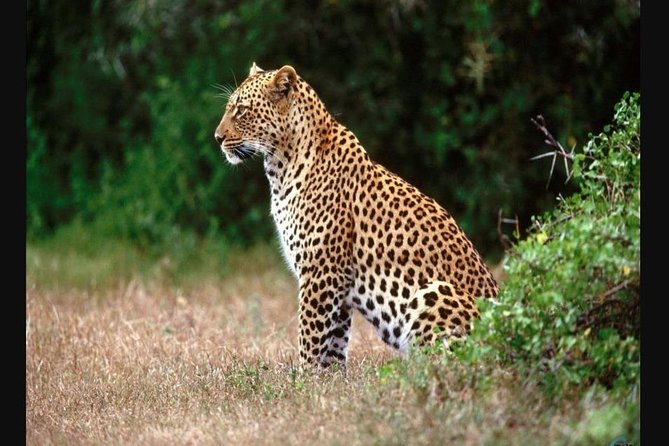 Hluhluwe Imfolozi Game Reserve & Phezulu Safari Park From Durban - Accessibility Options