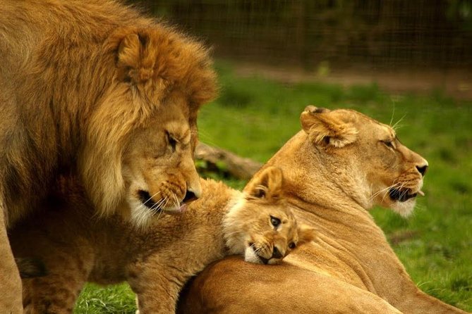 Hluhluwe Imfolozi Game Reserve & Phezulu Safari Park From Durban - Reviews and Ratings