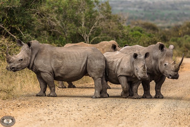 Hluhluwe-Imfolozi Park Full Day Big 5 Safari Tour - Tour Overview