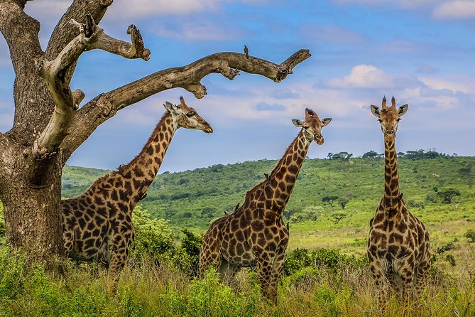 Hluhluwe-Imfolozi Park Full Day Big 5 Safari Tour - Safari Experience