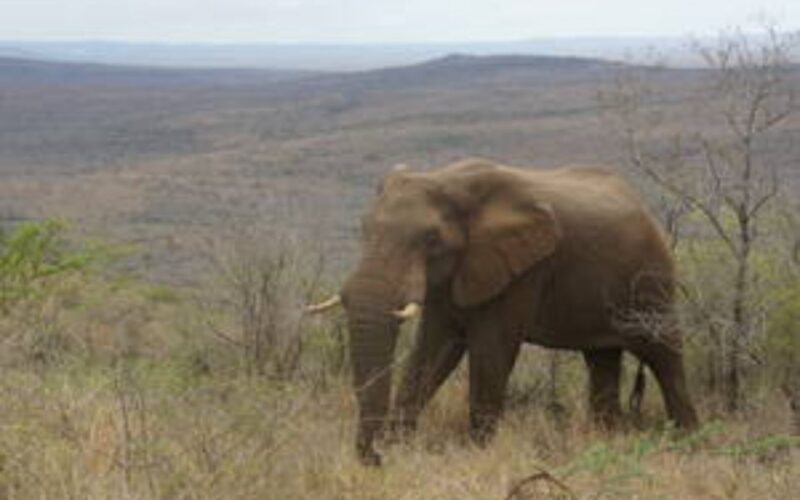 Hluhluwe-Imfolozi Park Shore Excursion (Minimum 2 People) - Tour Details and Inclusions