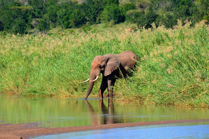Hluhluwe Imfolozi Safari Day Tour From Durban - Emdoneni Wild Cat Sanctuary