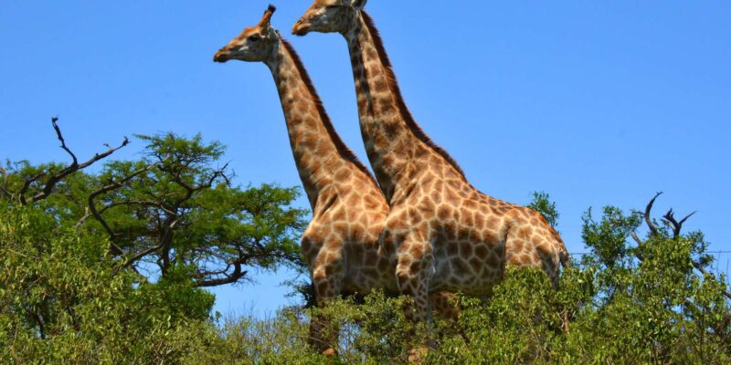 Hluhluwe Imfolozi Safari Including Open Vehicle Game Drive - Park Highlights